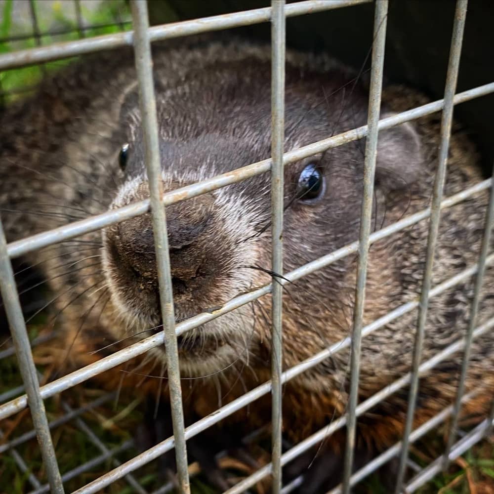 Woodchuck Chuck, sated on cucumbers from Rosslyn's vegetable and fruit garden.