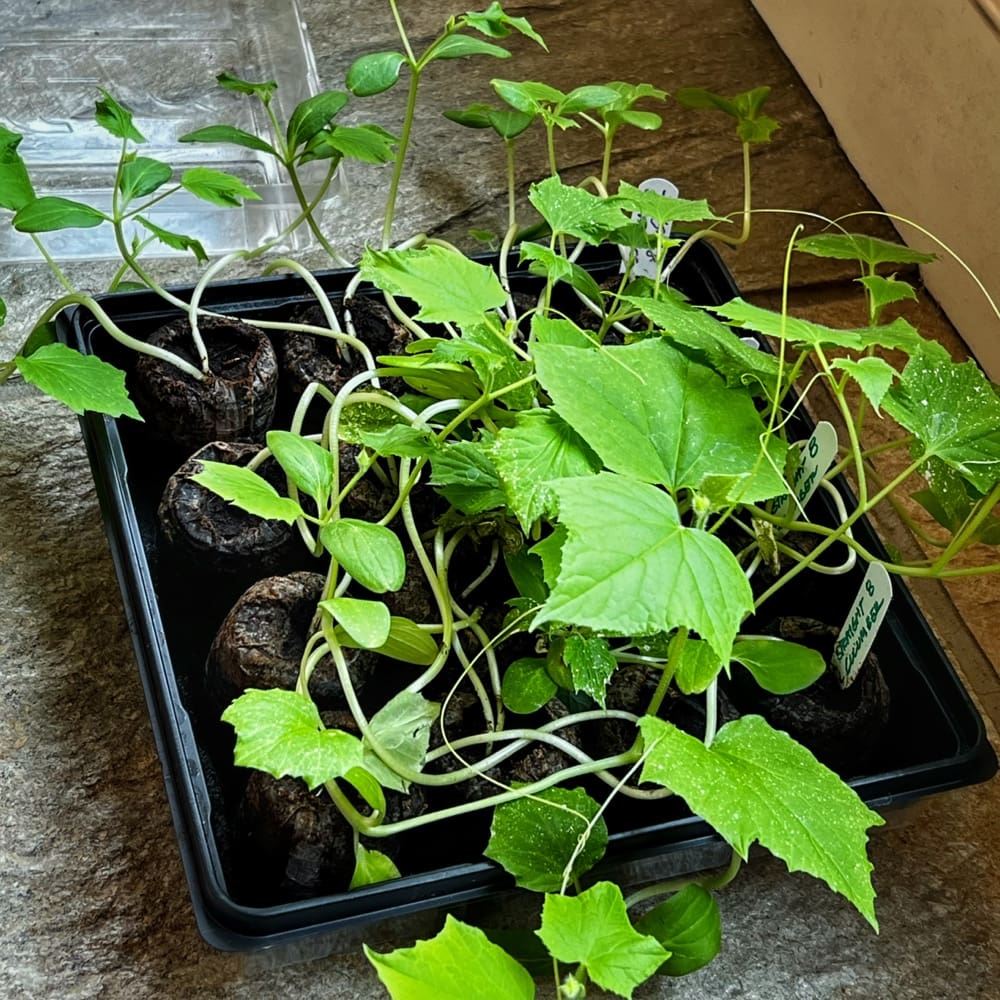 Cucumber Plants (Photo: R.P. Murphy)