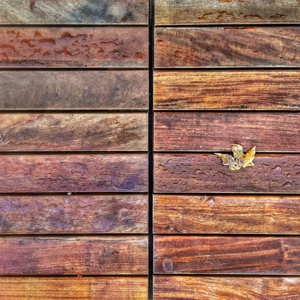 Lone Leaf (Photo: R.P. Murphy)