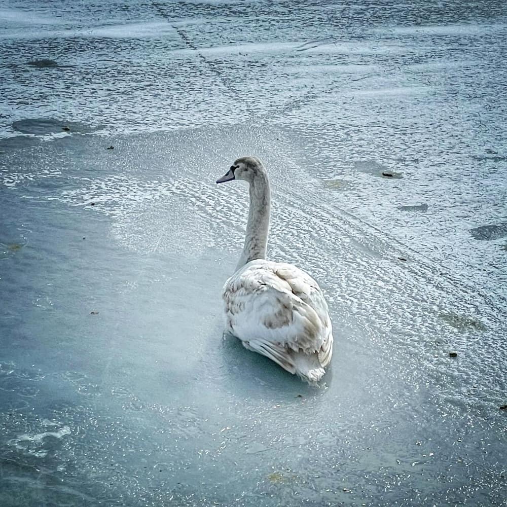 Mute Swan, March 2, 2022