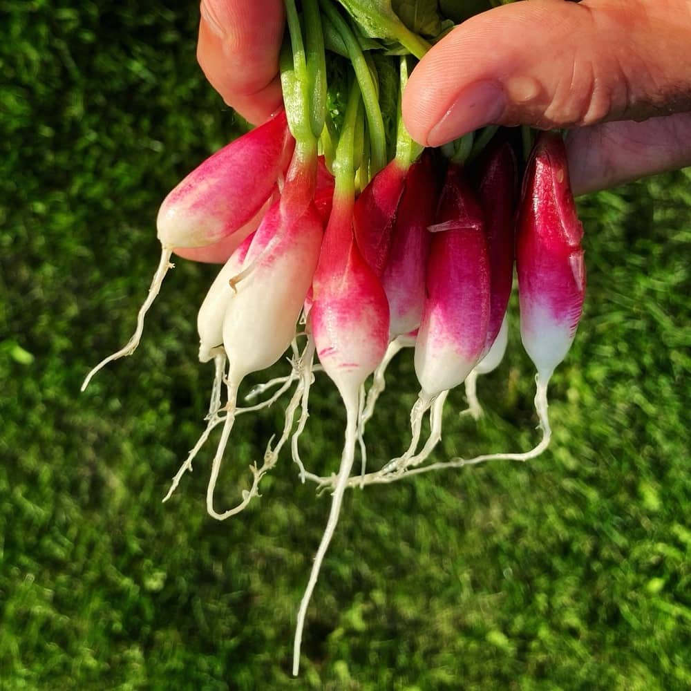 French Breakfast Radish (Photo: Geo Davis)