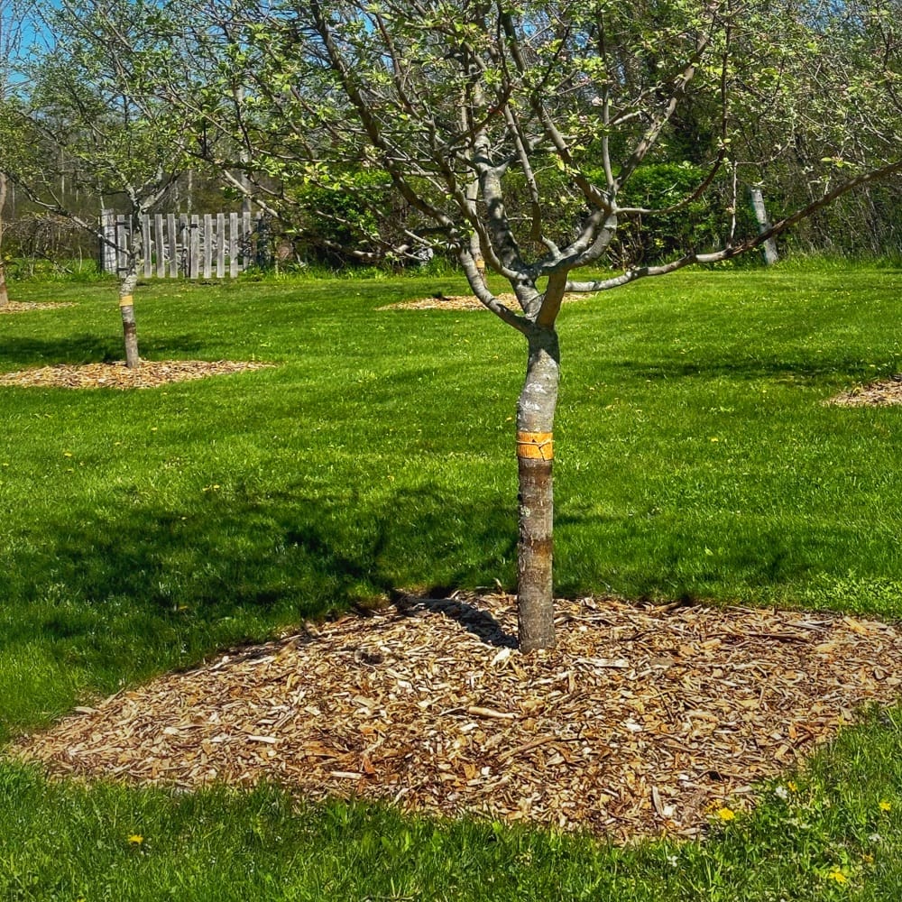 Tanglefoot & Fruit Trees: Apple Tree Wrapped, Ready for Goo (Photo: R.P. Murphy)