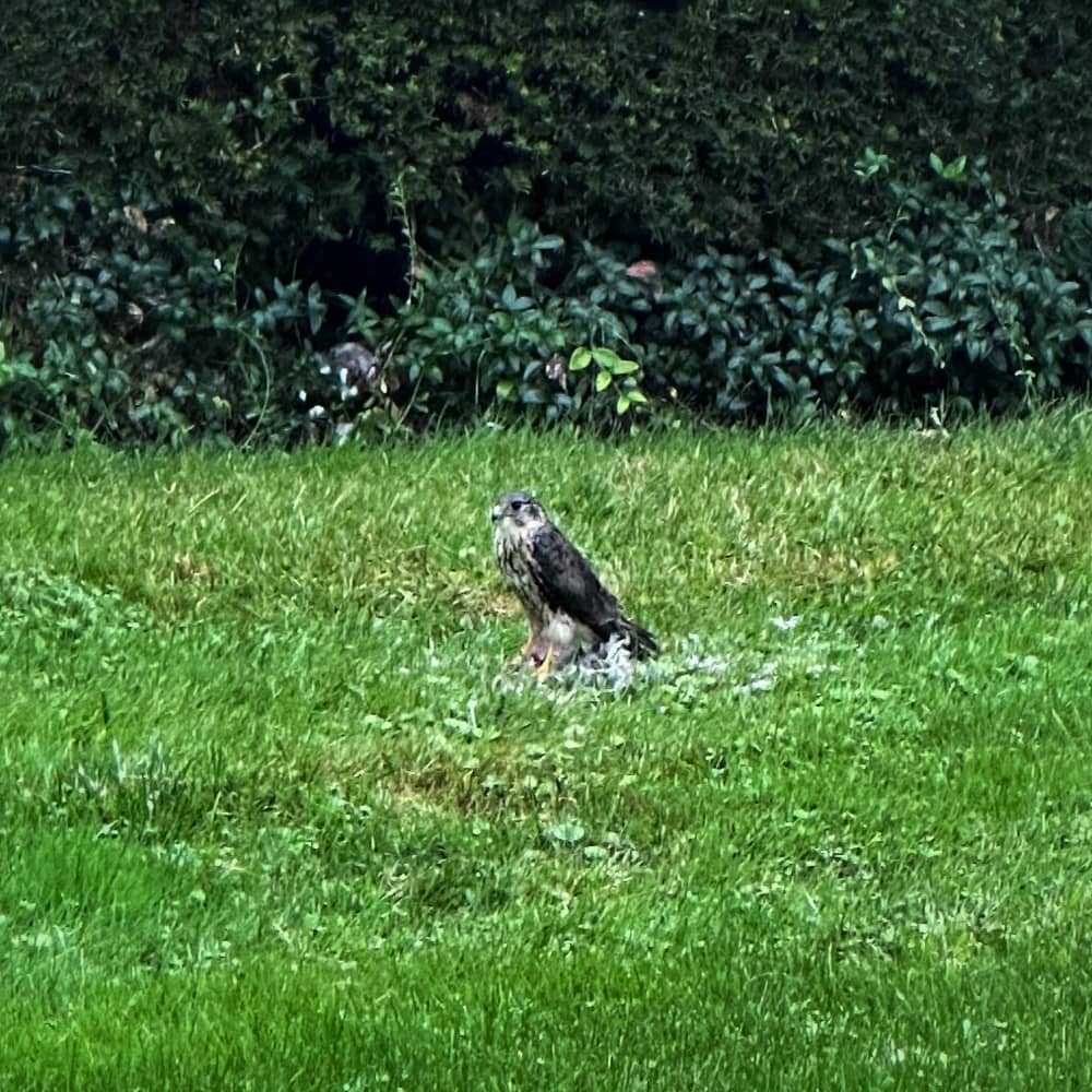 Raptor Repast (Photo: Geo Davis)