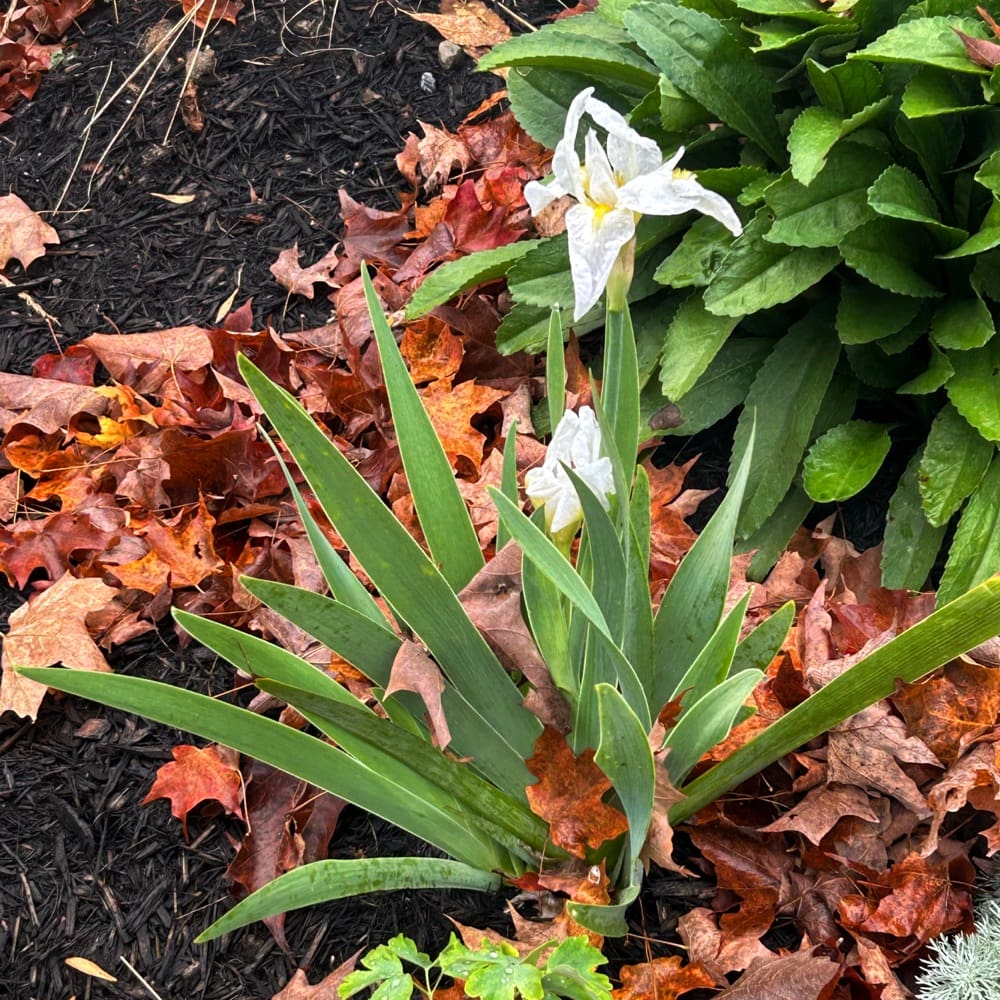Siberian Iris, Iris sibirica 'White Swirl' (Photo: Glen Gehrkens)