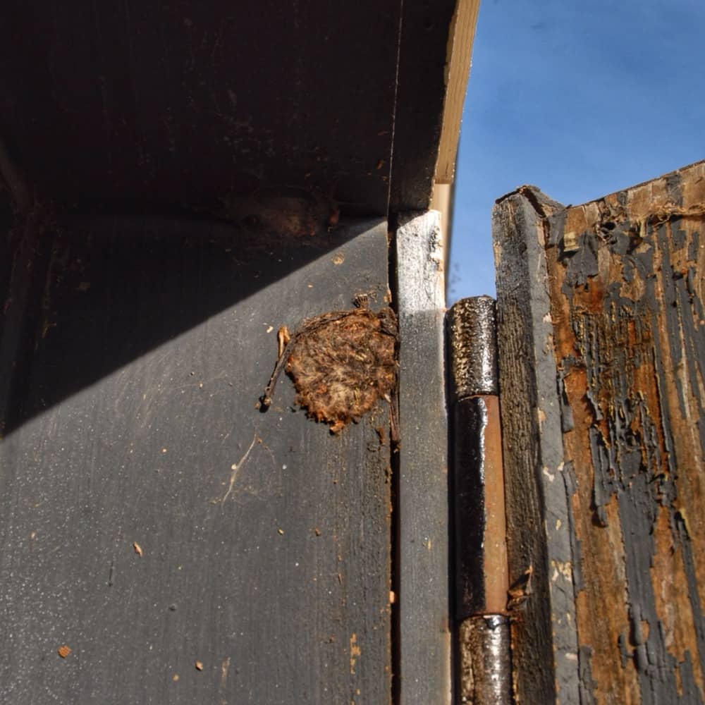Flat Bat in Icehouse Door, January 10, 2008 (Photo: Geo Davis)