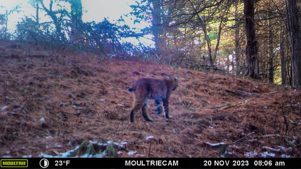 Bobcat Blurring (Source: Rosslyn Wildlife Camera)