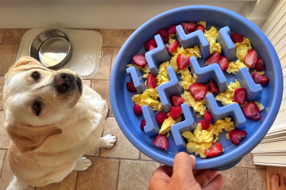 Carley Eagerly Anticipating Farm-to-Table Dogfood (Geo Davis)