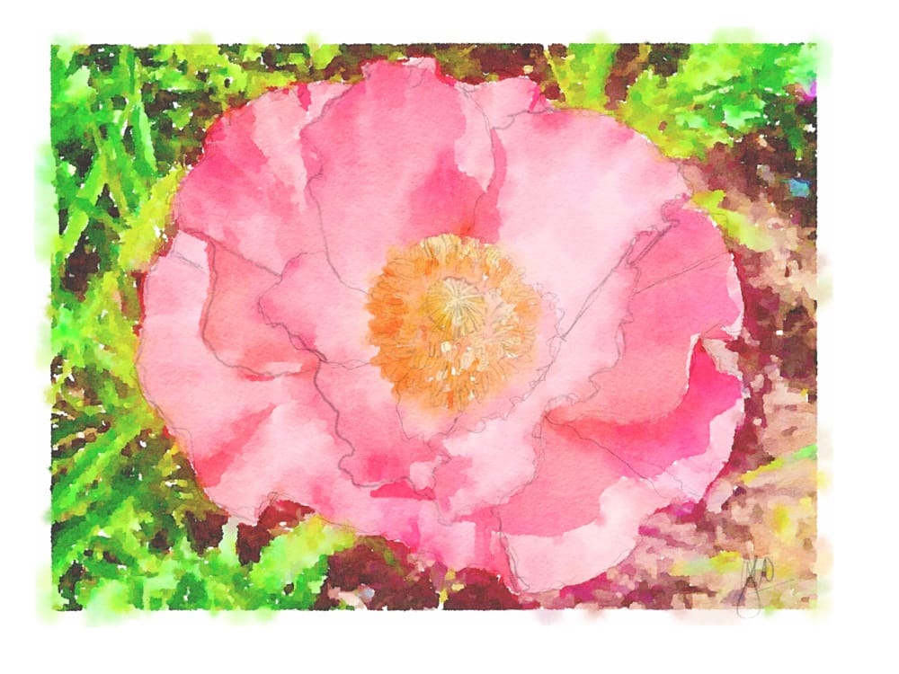 Shirley Poppy (Illustration: Geo Davis)