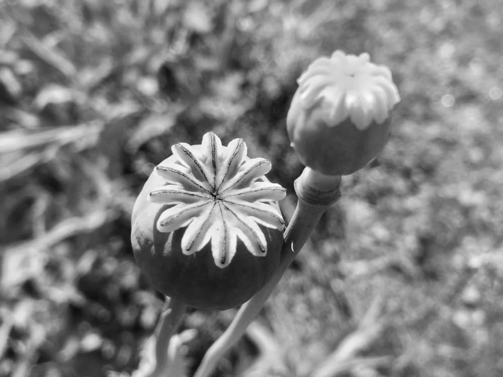Poppy Pods (Photo: Geo Davis)