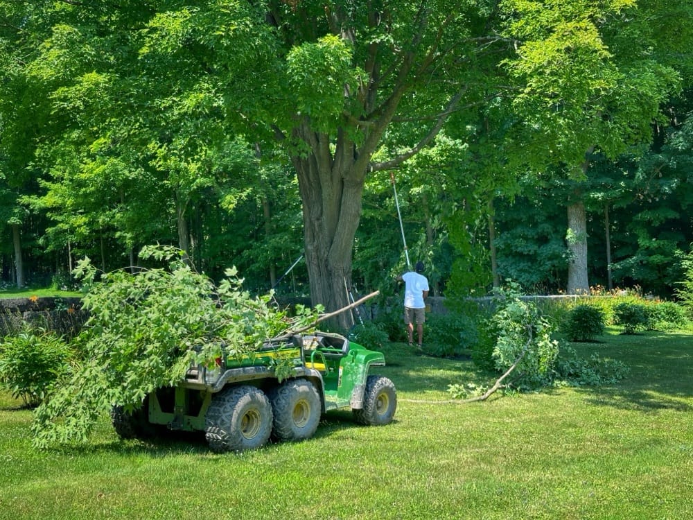 Tony Tree Trimming Sugar Maple (Photo: Geo Davis)