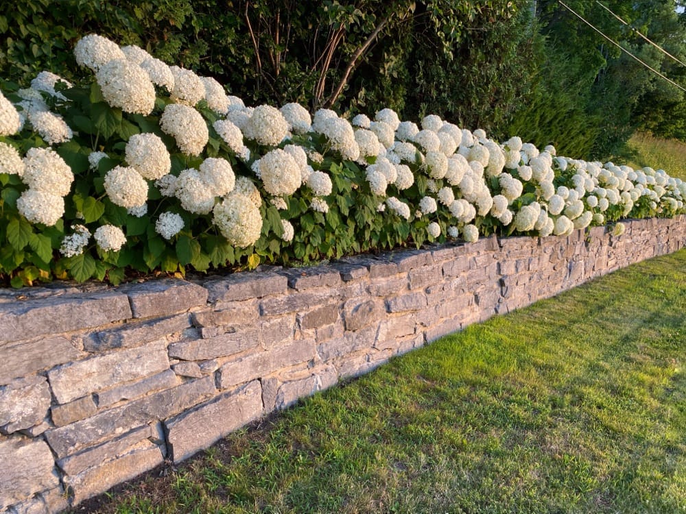 Hello Hydrangeas! Whiter Than White… (Photo: Geo Davis)