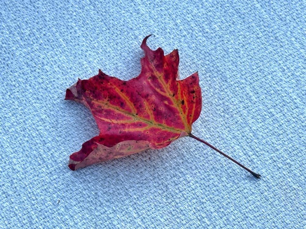 Fall Foliage Forerunner (Photo: Geo Davis)
