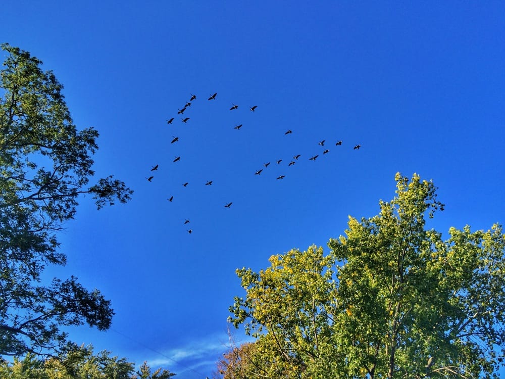Canada Geese, October 6, 2014 (Photo: Geo Davis)