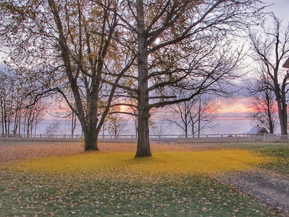 Ginkgo Tree Leaf Drop​, November 3, 2010 (Photo: Geo Davis)
