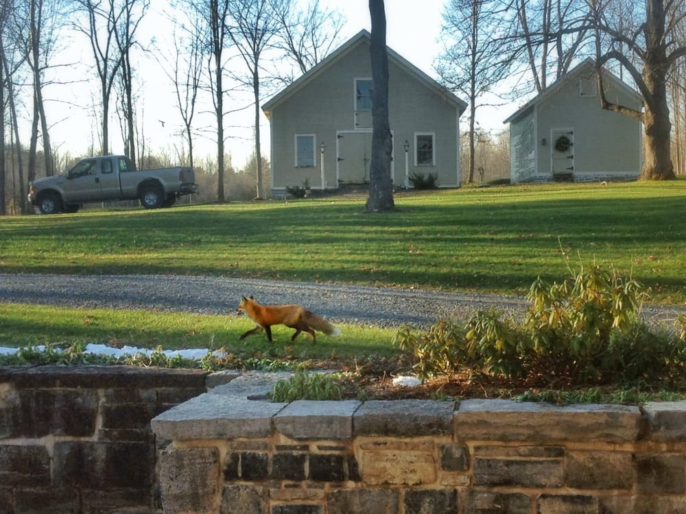 Red Fox, Vulpes vulpes, December 12, 2011 (Photo: Geo Davis)