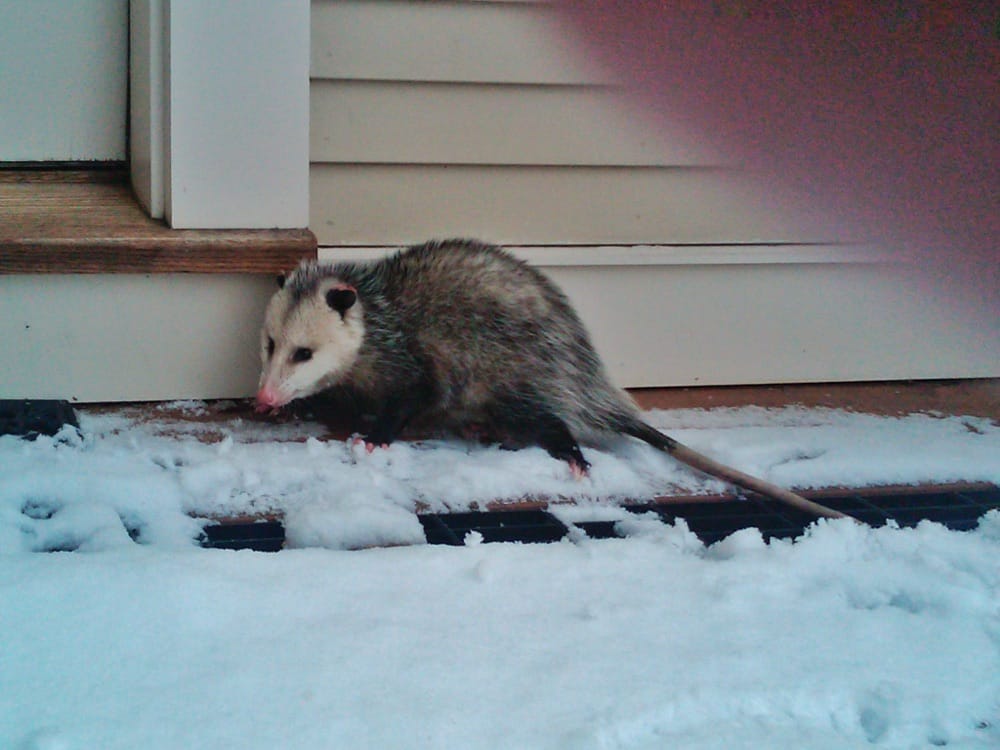 Possum Outside Pantry, January 1, 2010 (Photo: Geo Davis)