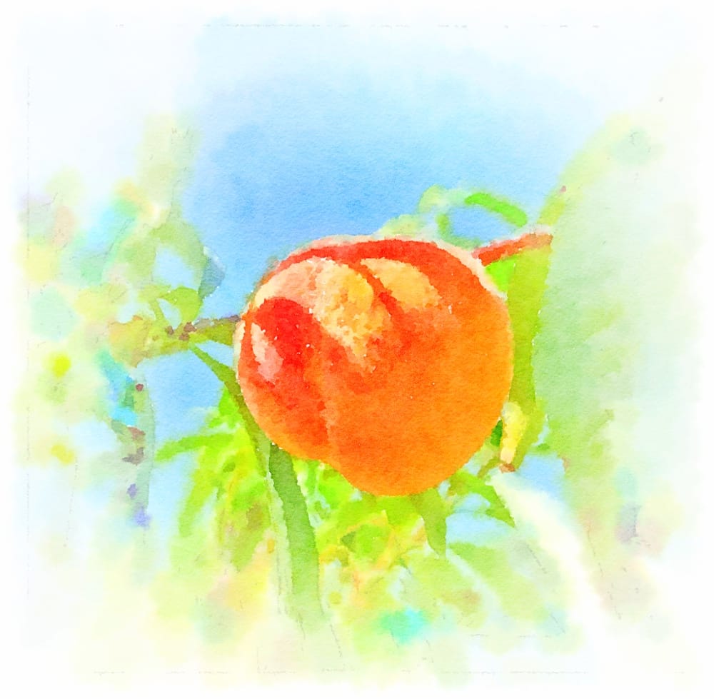 Peach Haikus (Image: Geo Davis)