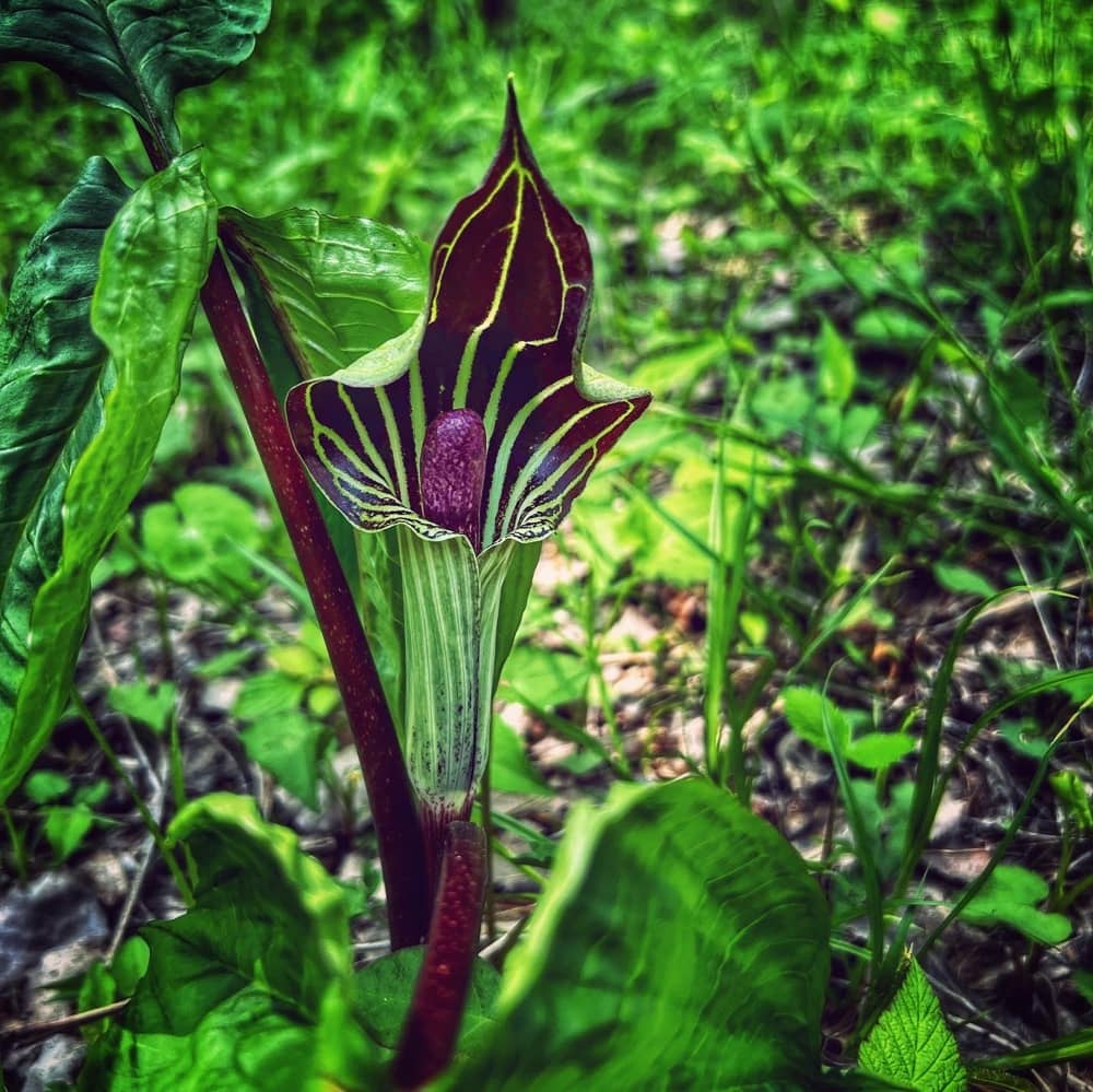 Jack-in-the-Pulpit (Photo: R.P. Murphy)