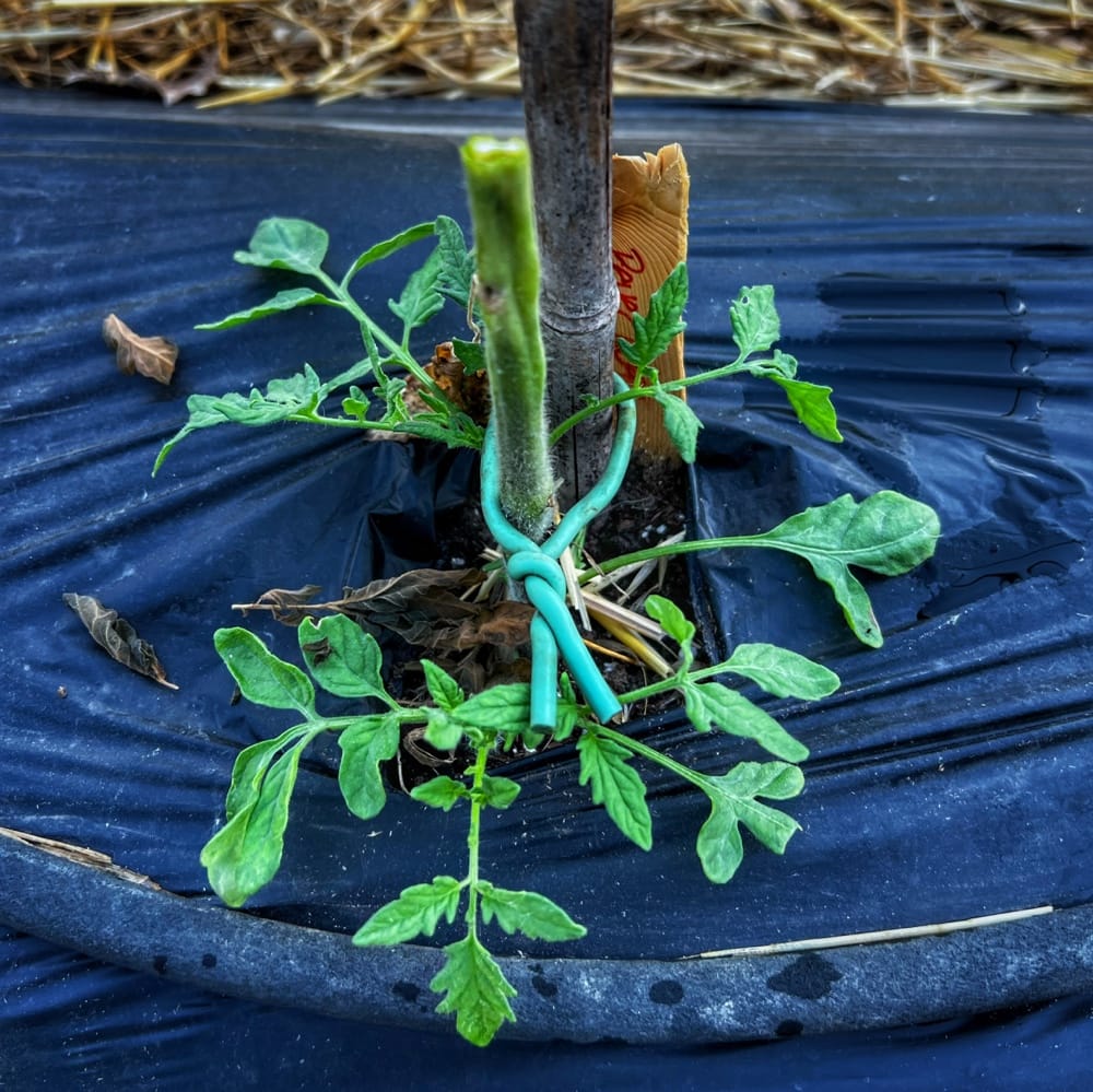 Tomato Tunnel, Take 2: Suckering Back to Life? (Photo: R.P. Murphy)