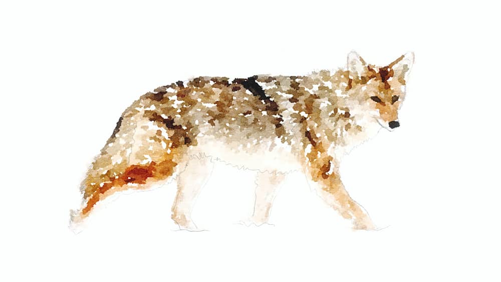 Eastern Coyote (Source: Rosslyn Redux) Eastern Coyote (Source: Rosslyn Redux)