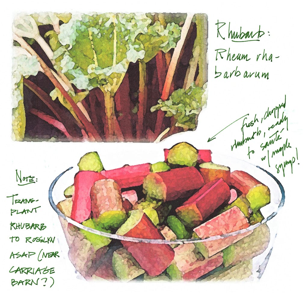 Rock Harbor Rhubarb (Source: Geo Davis)