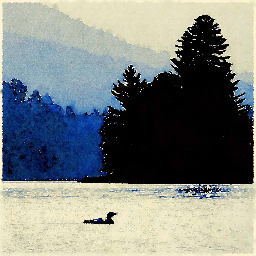 Adirondack Loon at Sunset