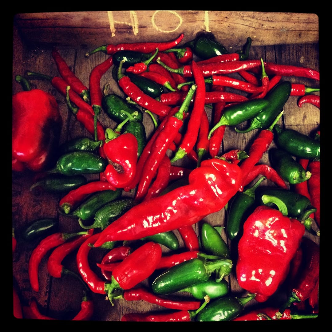 Hot chili peppers at Full and By Farm (Source: Rosslyn Redux)