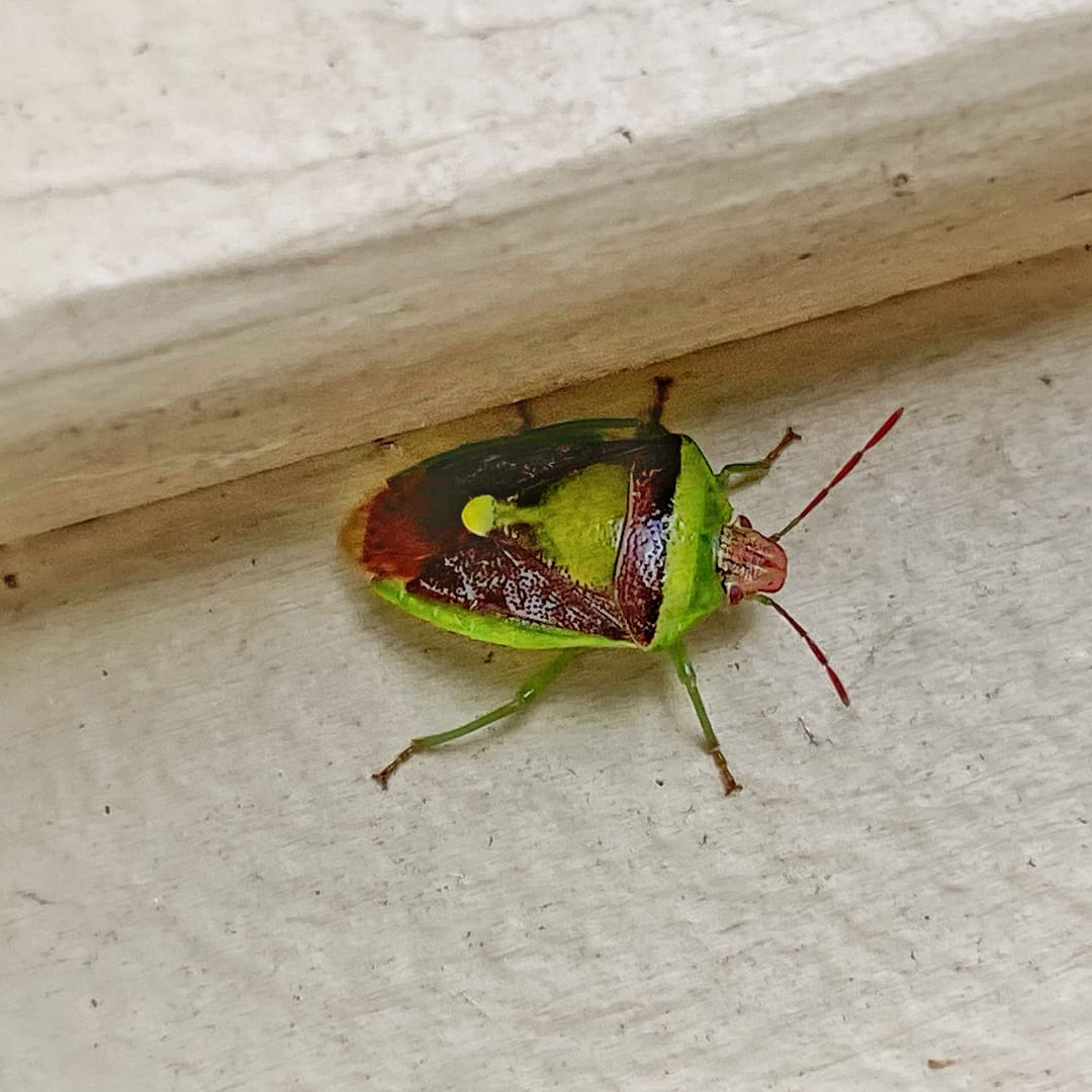 green burgundy stink bug - Banasa dimidiata (Photo: Geo Davis)