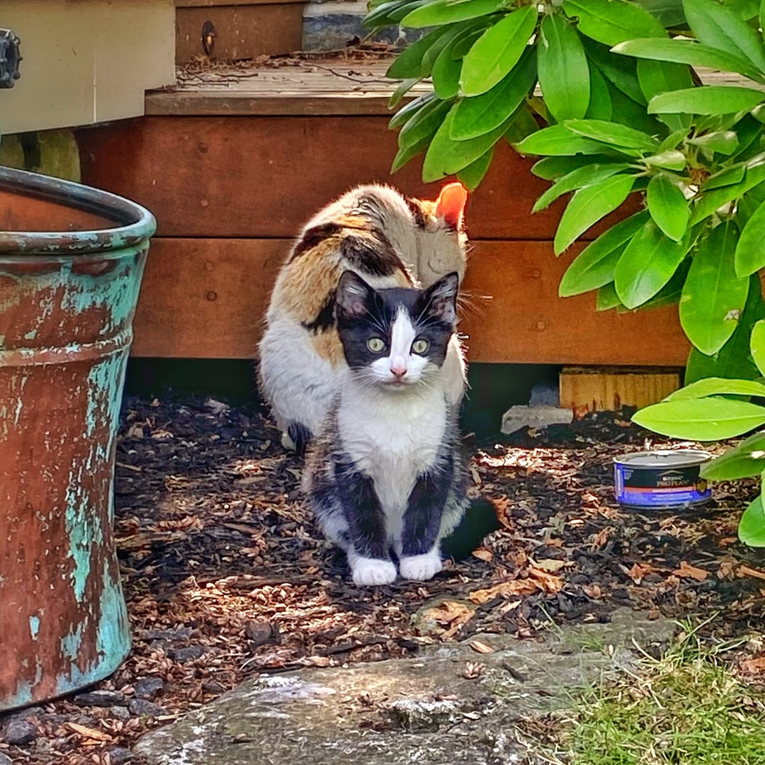 Cat Days of Spring: Momma Cat with One Kitten (Photo: Cole Trager)