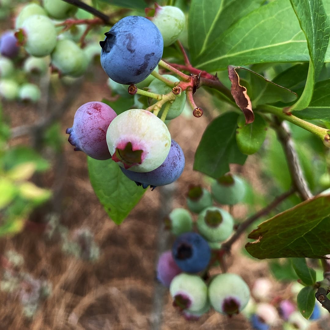 Blueberries, July 14 (Photo: Geo Davis)