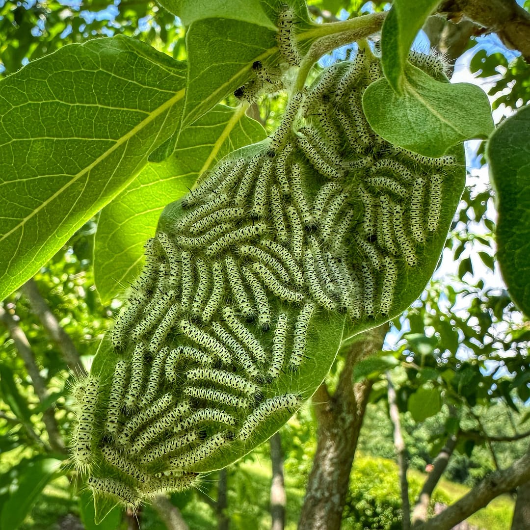 Larva of Hickory Tussock Moth? (Photo: Geo Davis)