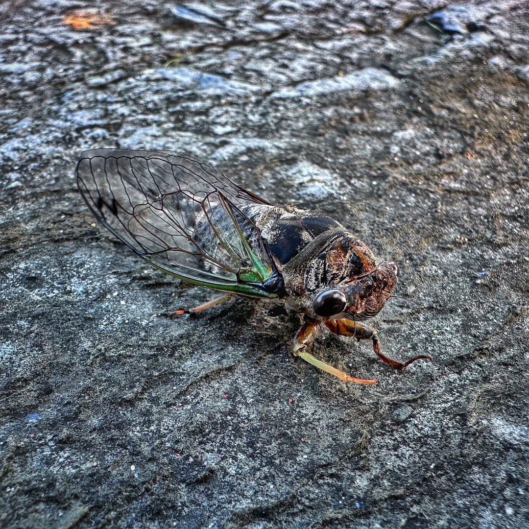 Solitary Cicada (Photo: Geo Davis)
