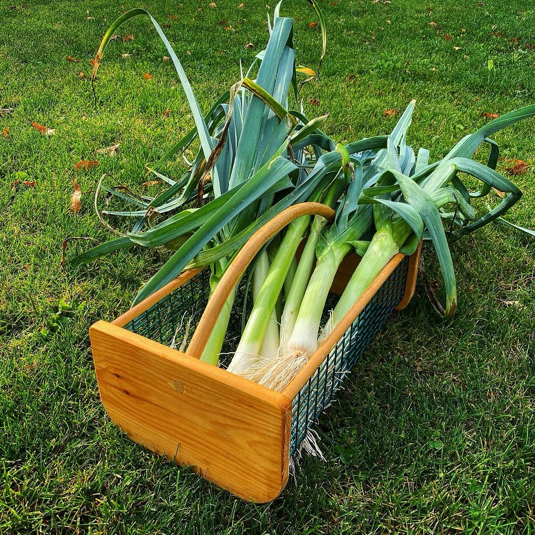 Hod Full of Leeks (Photo: Geo Davis)