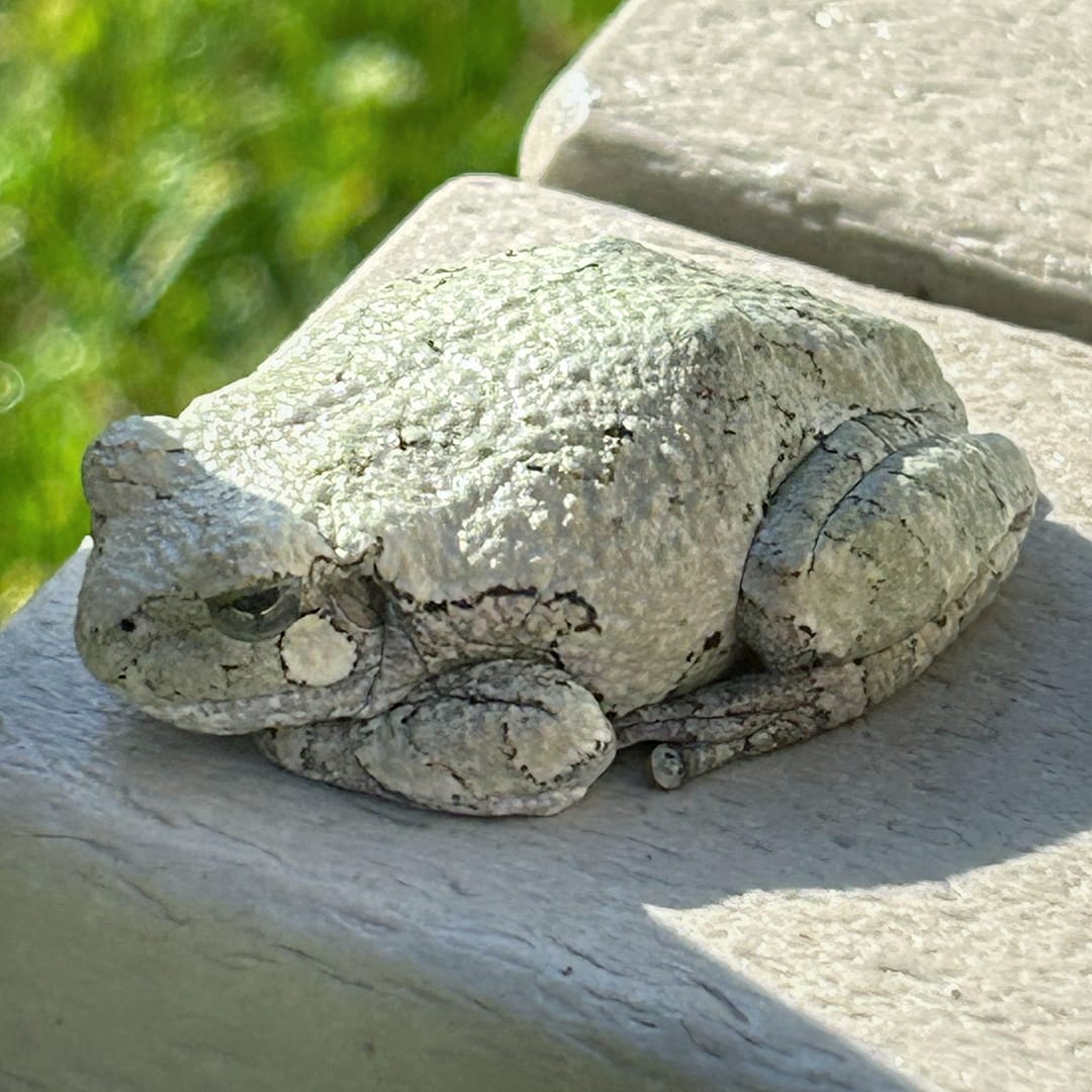 Well Camouflaged Gray Treefrog (Photo: Glen Gehrkens)