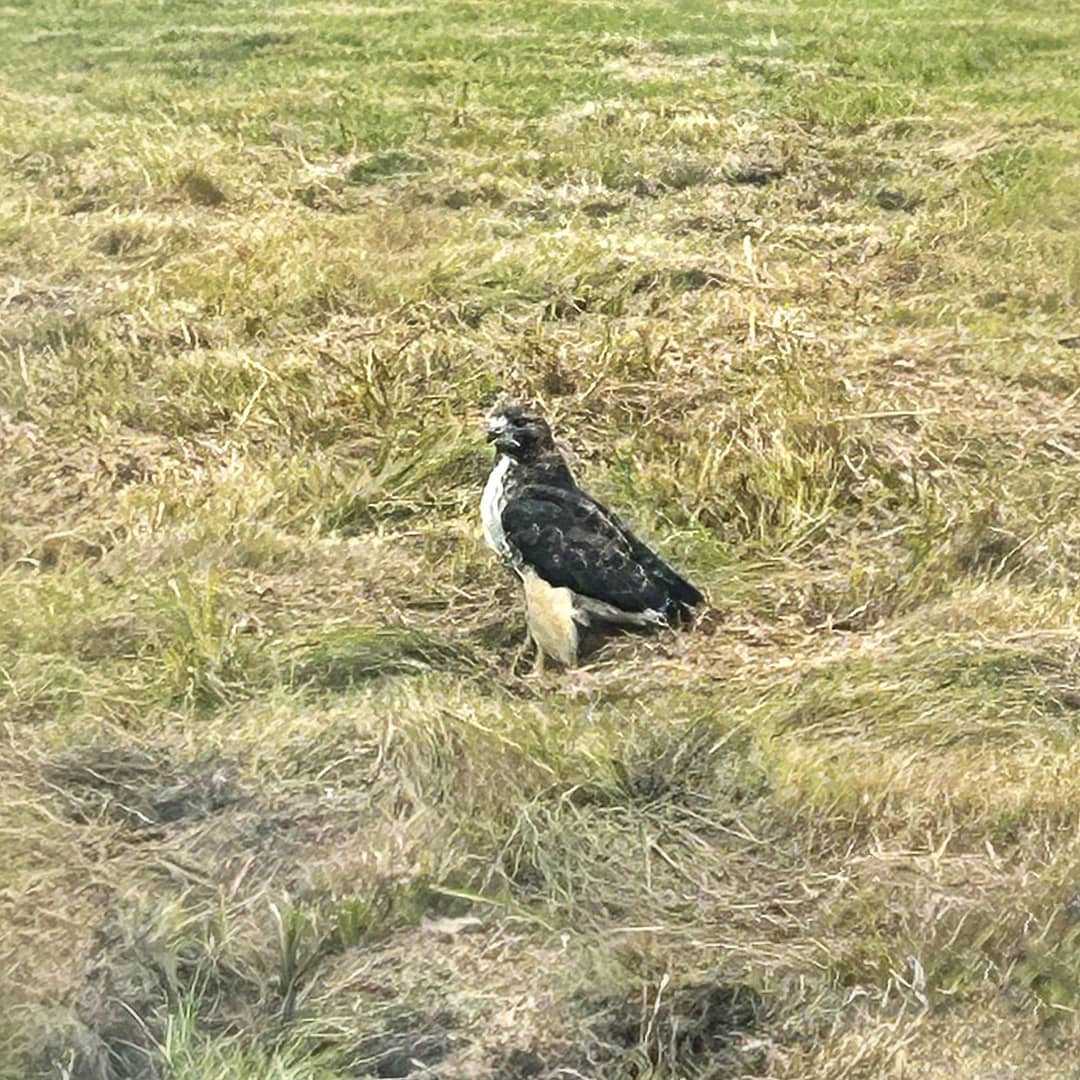 Red-tailed Hawk (Photo: Glen Gehrkens)