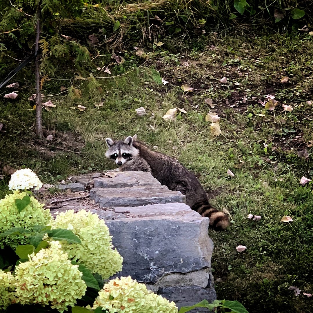 Rosslyn Raccoon, November 2, 2021 (Photo: Geo Davis)