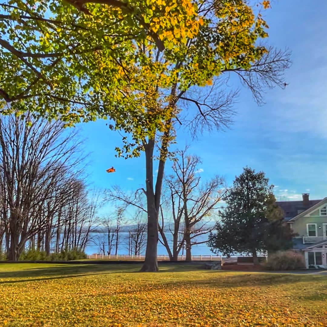 Basswood's Autumn Abscission, November 14, 2024 (Photo: Glen Gehrkens)