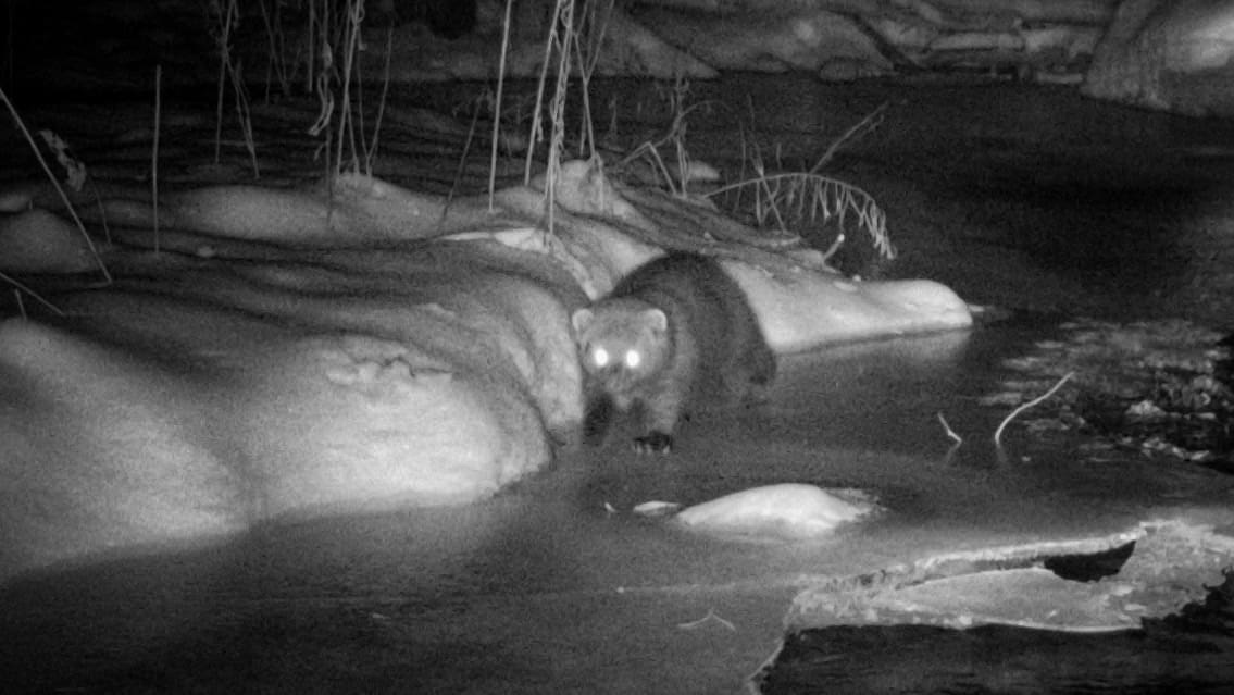 Fisher Crossing Library Brook, December 26, 2021 (Photo: Rosslyn Wildlife Camera)
