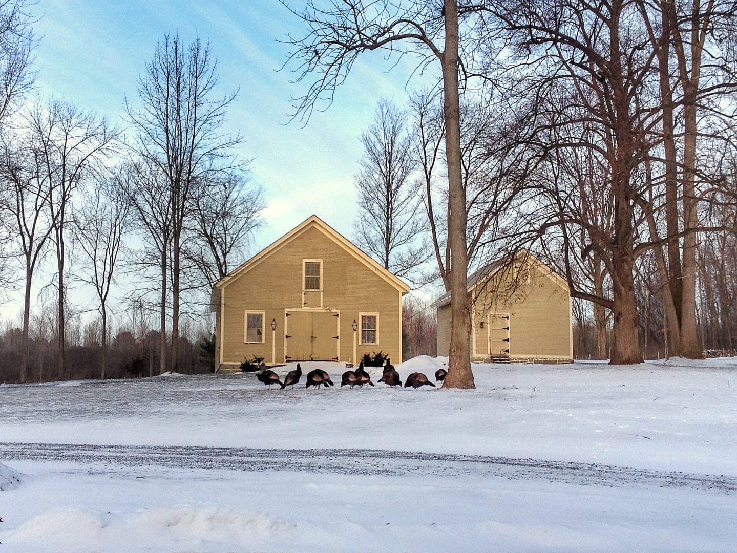 Wild Turkeys Grazing in Front of Carriage Barns, January 25, 2013 (Photo: Geo Davis)