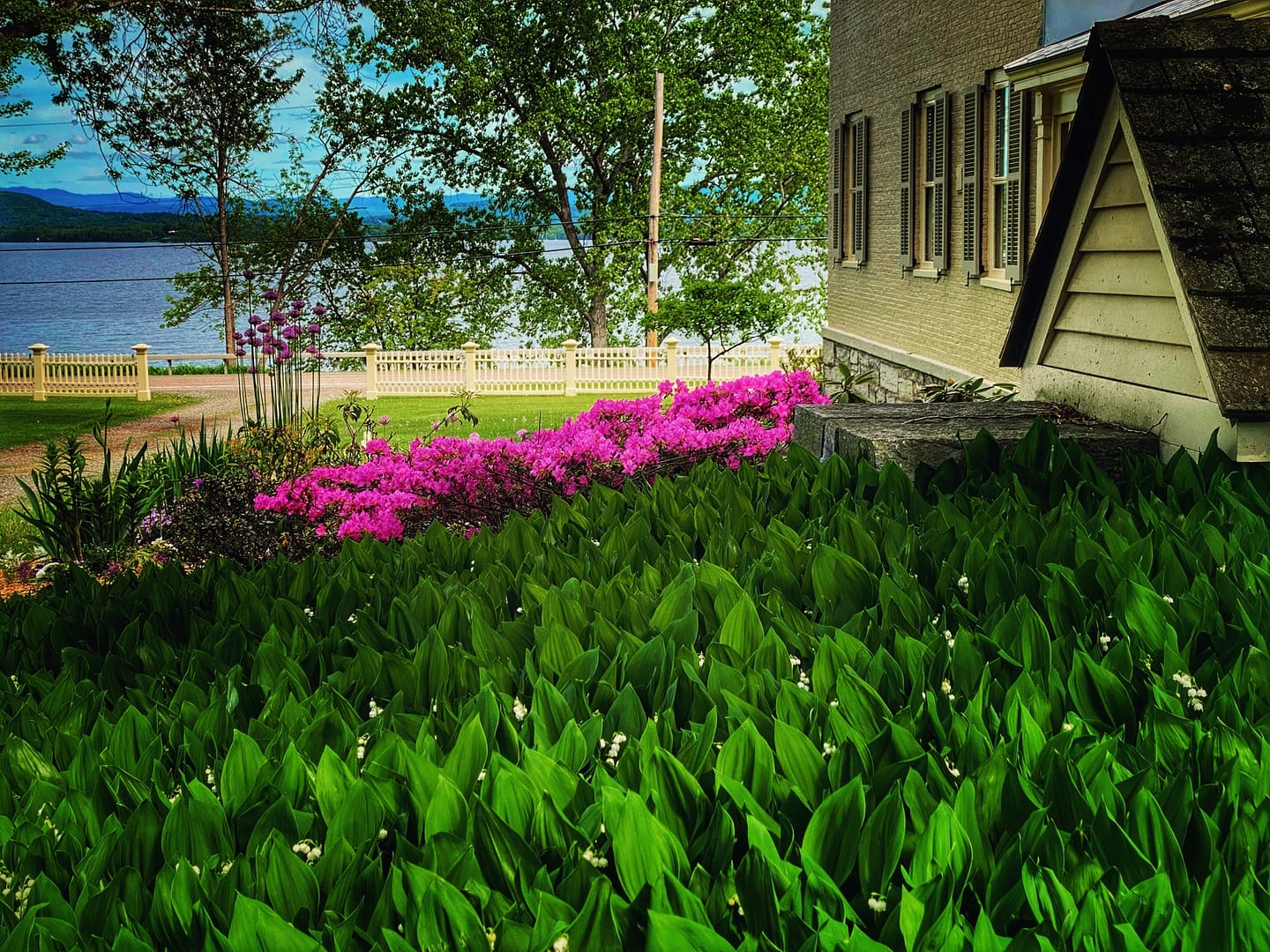Rhododendrons & Lily-of-the-Valley (Photo: Geo Davis)