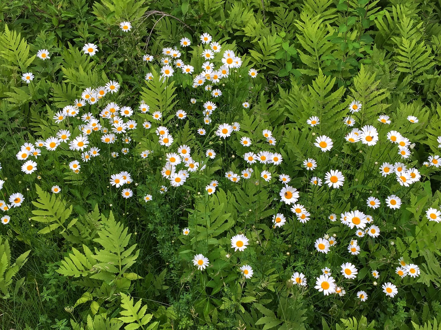 Daisies & Ferns: Meadow Meandering (Photo: Geo Davis)