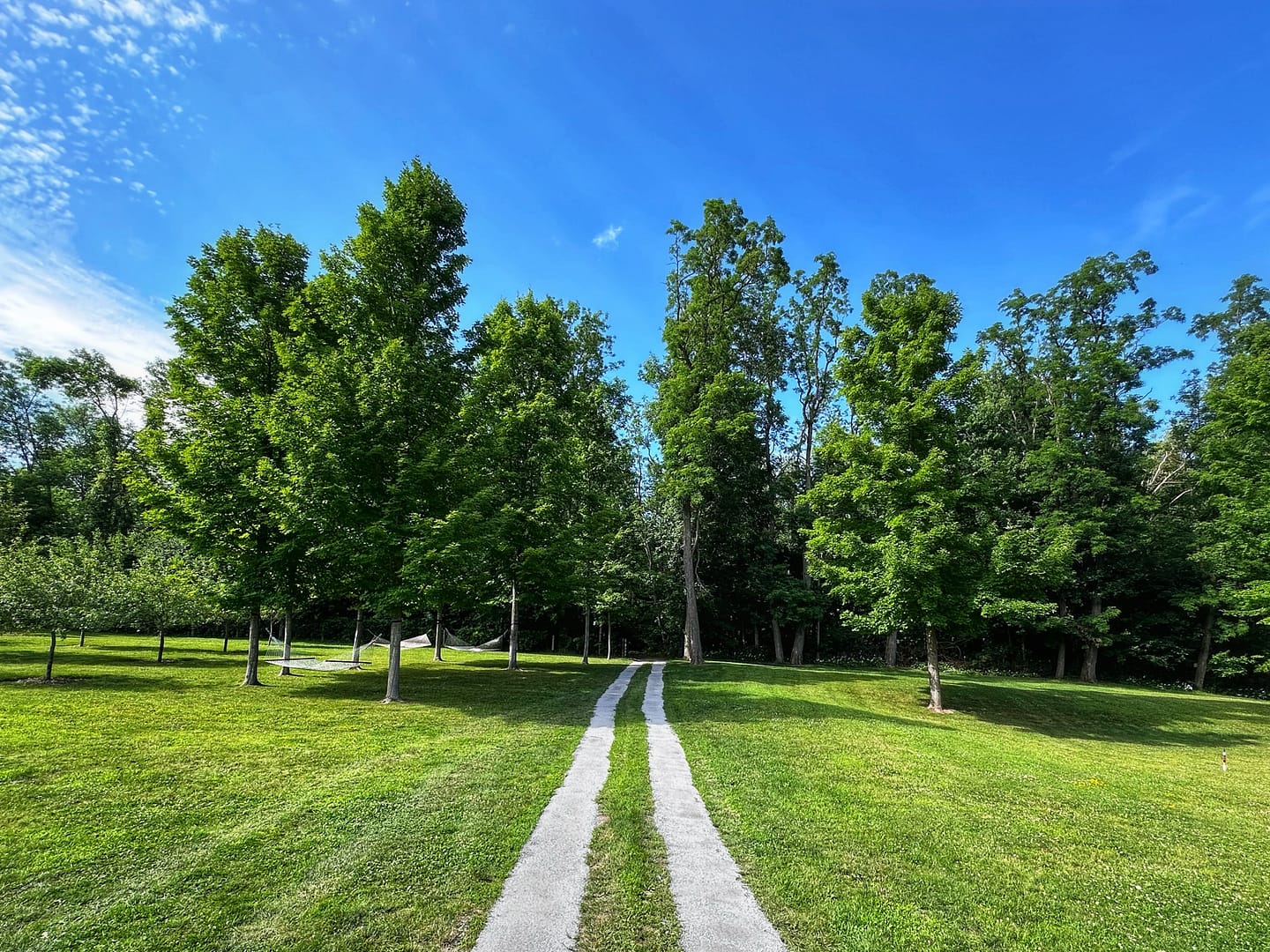 Driveway Tuneup 2024: new double-track to backland (Photo: Geo Davis)