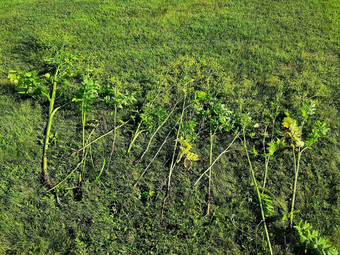 Wild Parsnip, Pastinaca sativa (Photo: Glen Gherkins)
