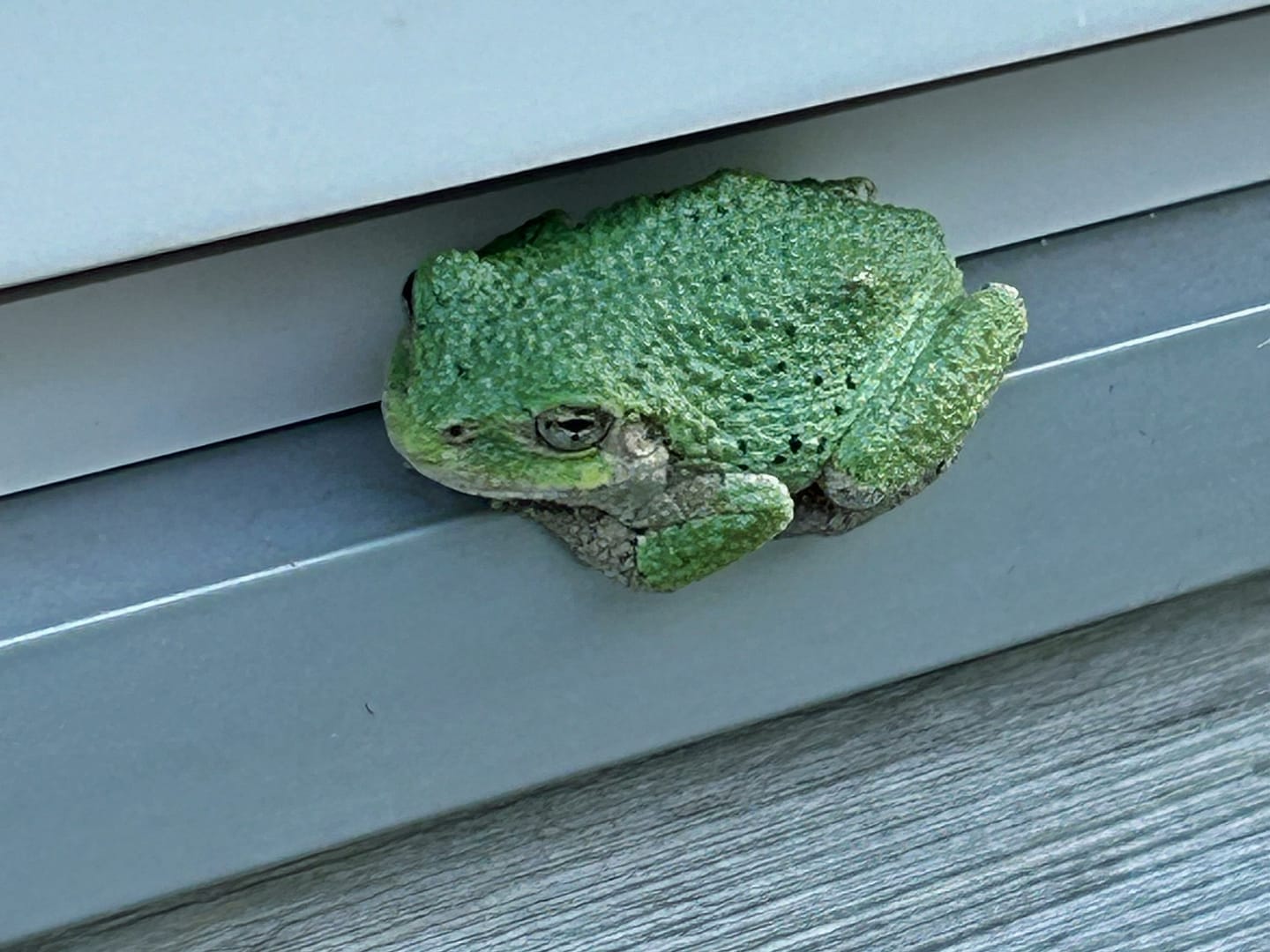 Shade Perched Gray Treefrog (Photo: Glen Gehrkens)​