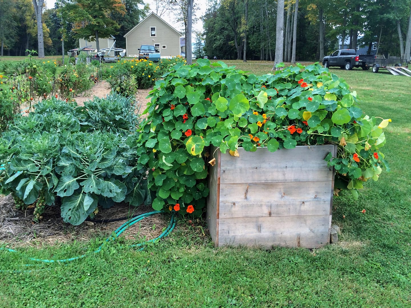 Nasturtium, October 2014 (Photo: Geo Davis)