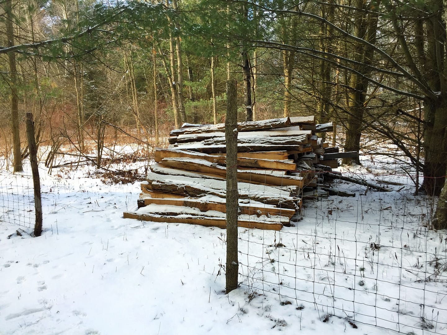Locust Fence Posts, February 1, 2017 (Photo: Geo Davis)