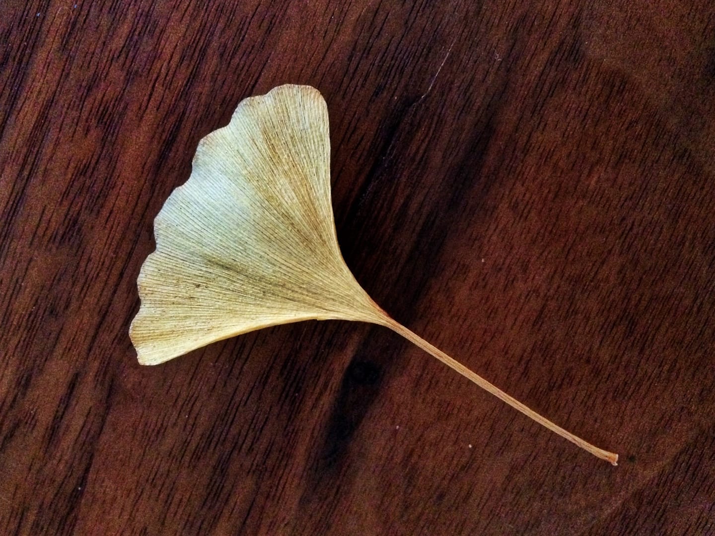 Gingko Leaf on Black Walnut (Photo: Geo Davis)