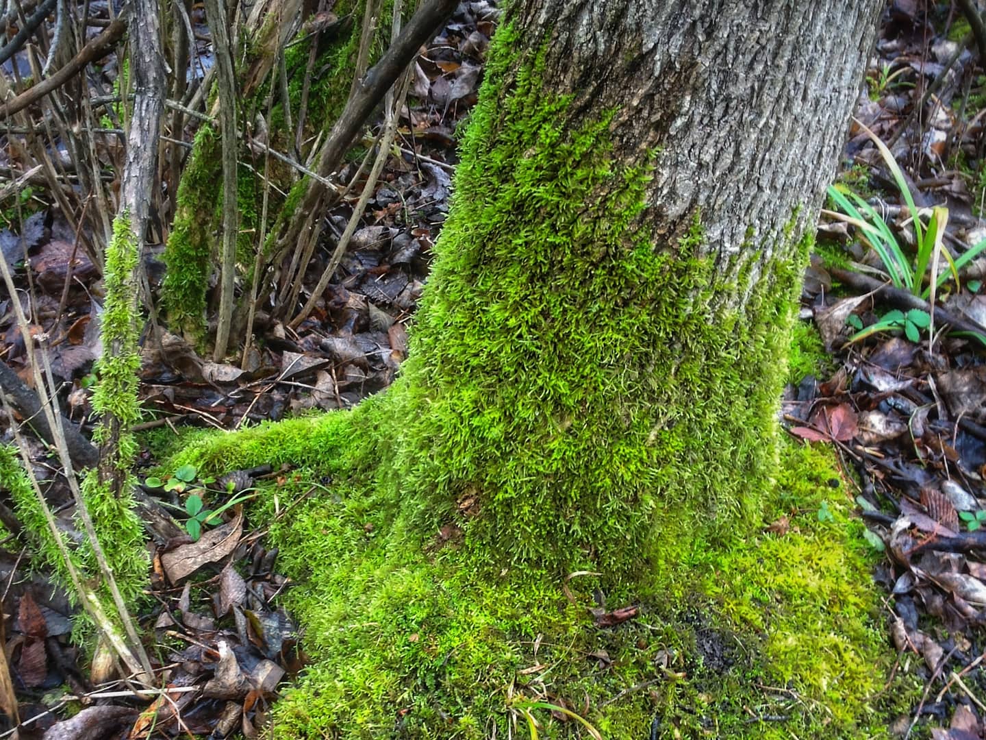 Mossy Ash, Rosslyn Backland, December 2, 2012 (Photo: Geo Davis)