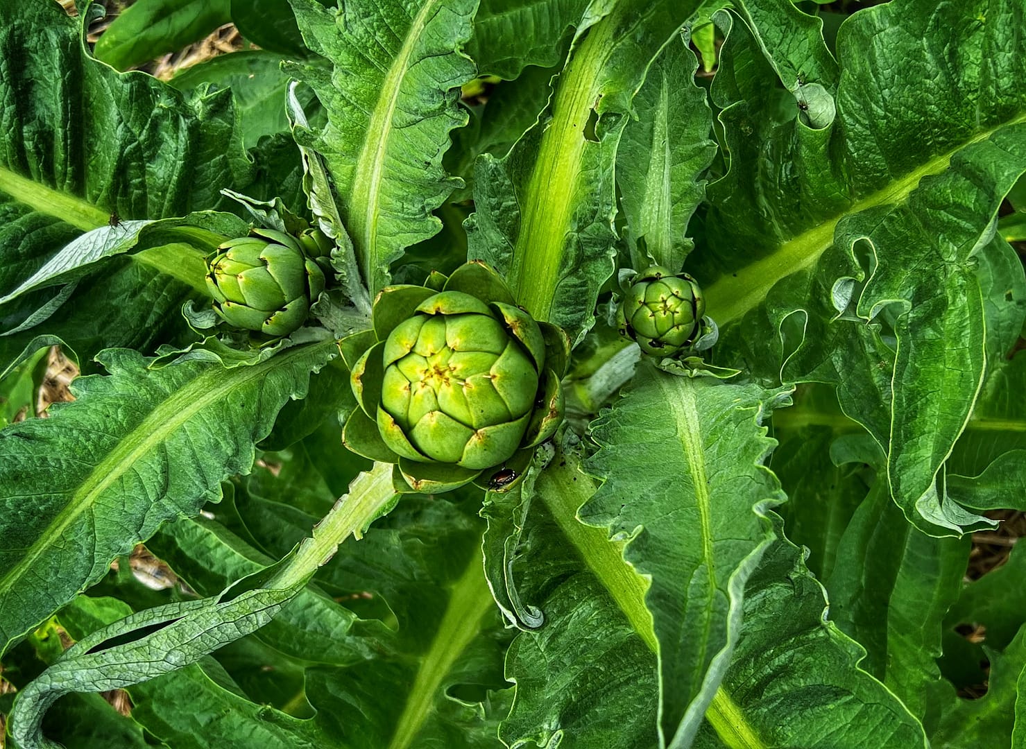 Artichoking: Artichokes Budding, July 17, 2024 (Photo: R.P. Murphy)