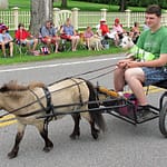 Miniature Sulky and Pony, 4th of July parade, Essex, NY 2013
